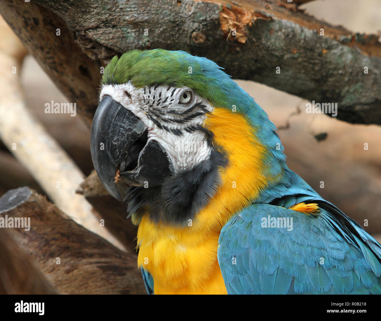 Ein Blau und Gold Macaw in einem Baum Stockfoto