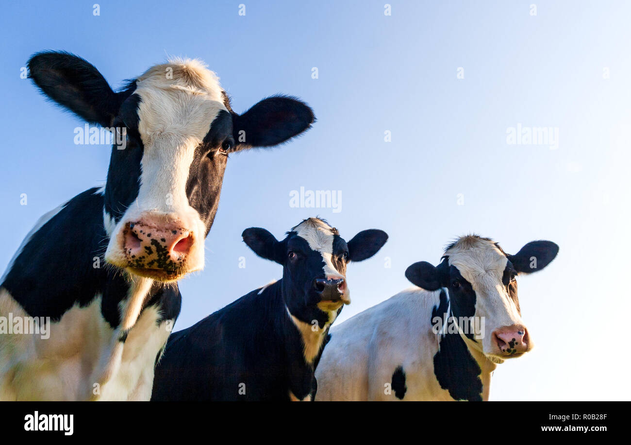 Holstein Kühe auf der Weide mit Kopie Platz im blauen Himmel Stockfoto