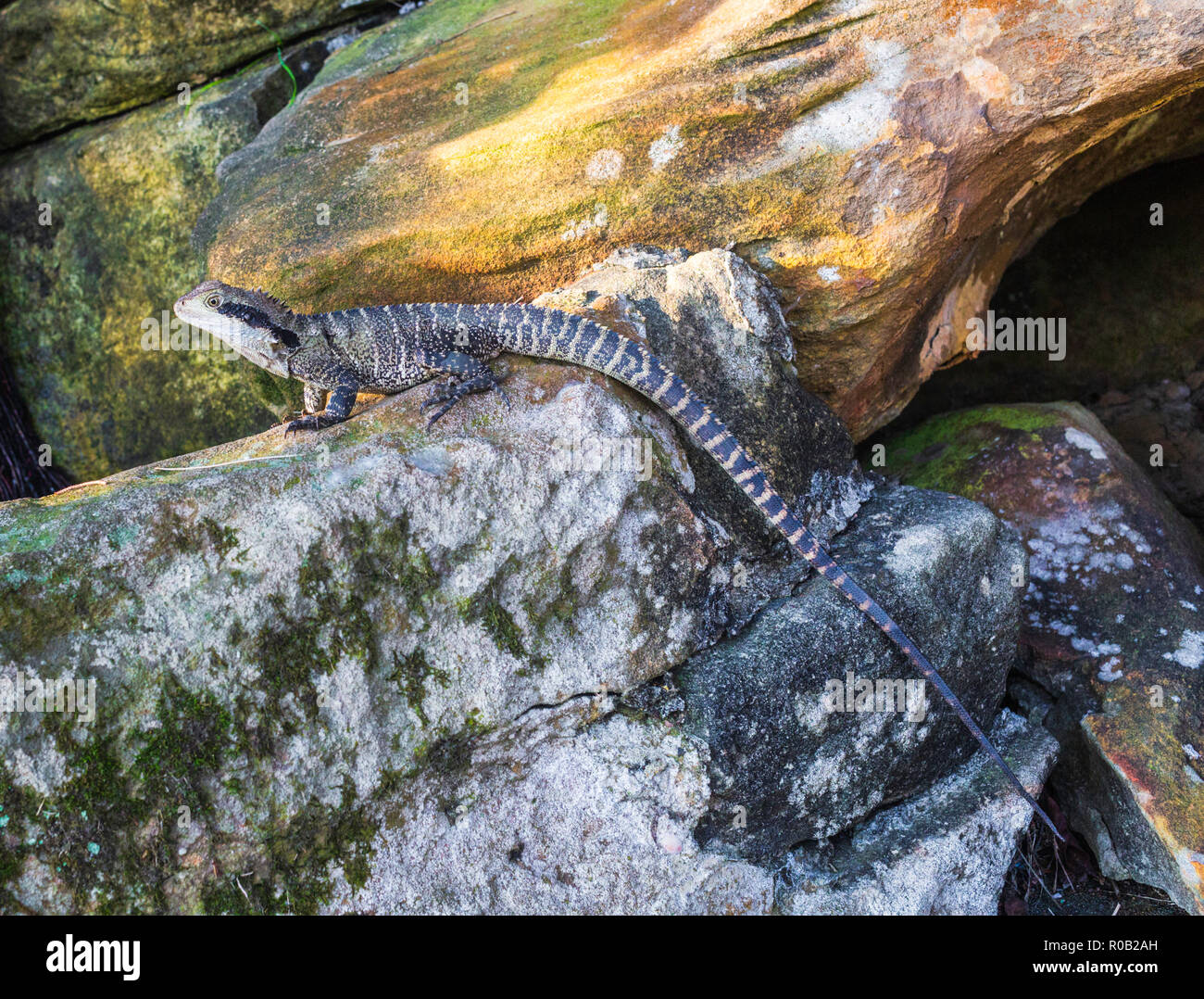 Eastern Water Dragon (Intellagama Physignathus lesueurii lesueurii lesueurii), früher an der Petersilie Bay finden im Vaucluse, Sydney, Australien. Stockfoto