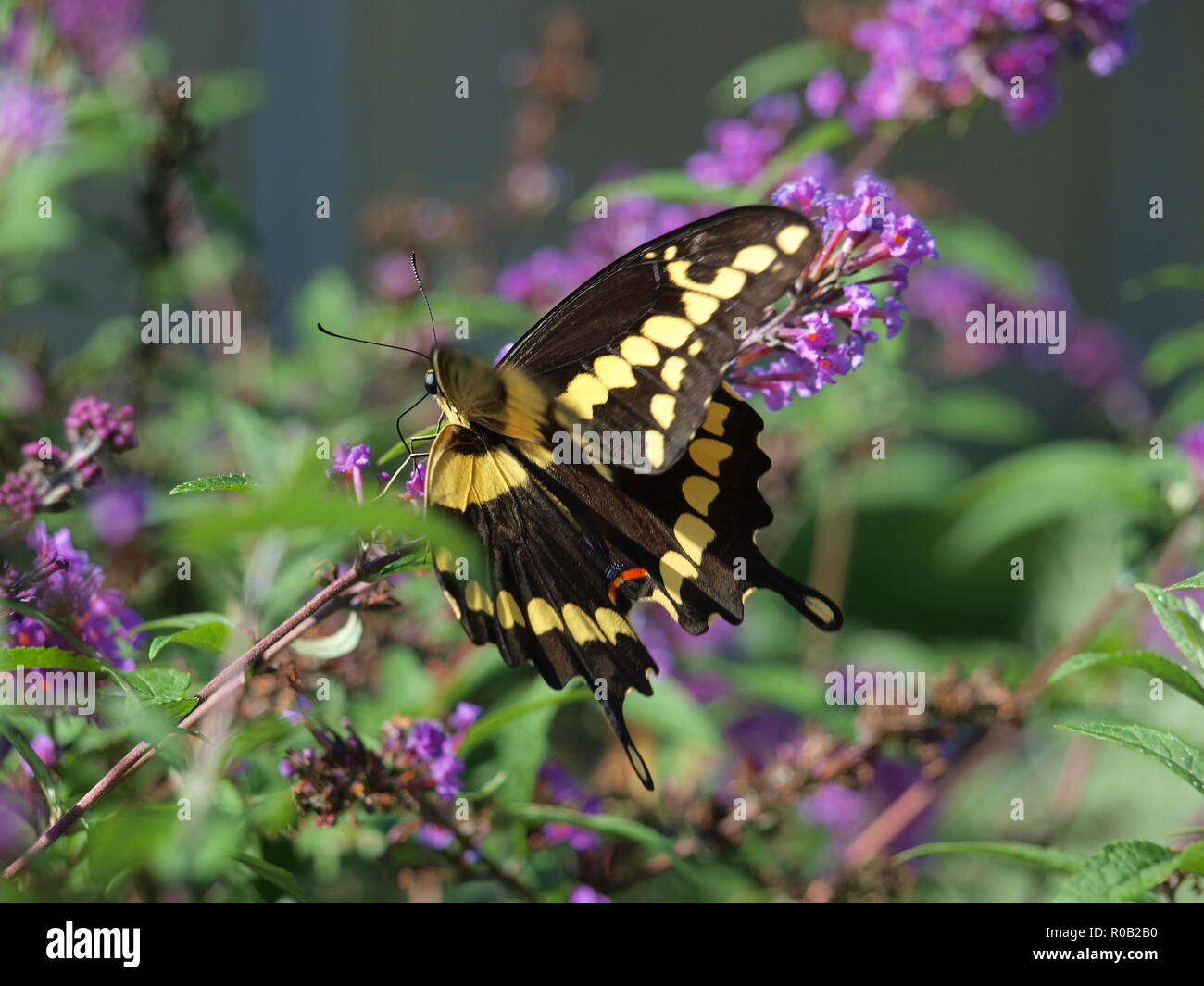 Gelb und Schwarz Schwalbenschwanz Schmetterling. -OL 73146 Stockfotografie  - Alamy