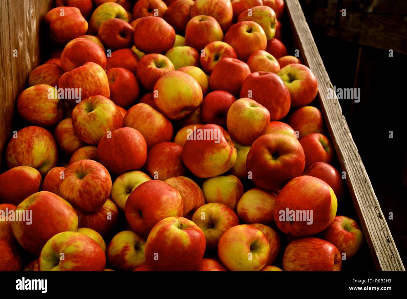 Herbst ist Erntezeit für Äpfel im Staat Washington. Bauernhöfe in Snohomish feiern durch die Öffnung ihrer Betriebe an die Öffentlichkeit. Stockfoto