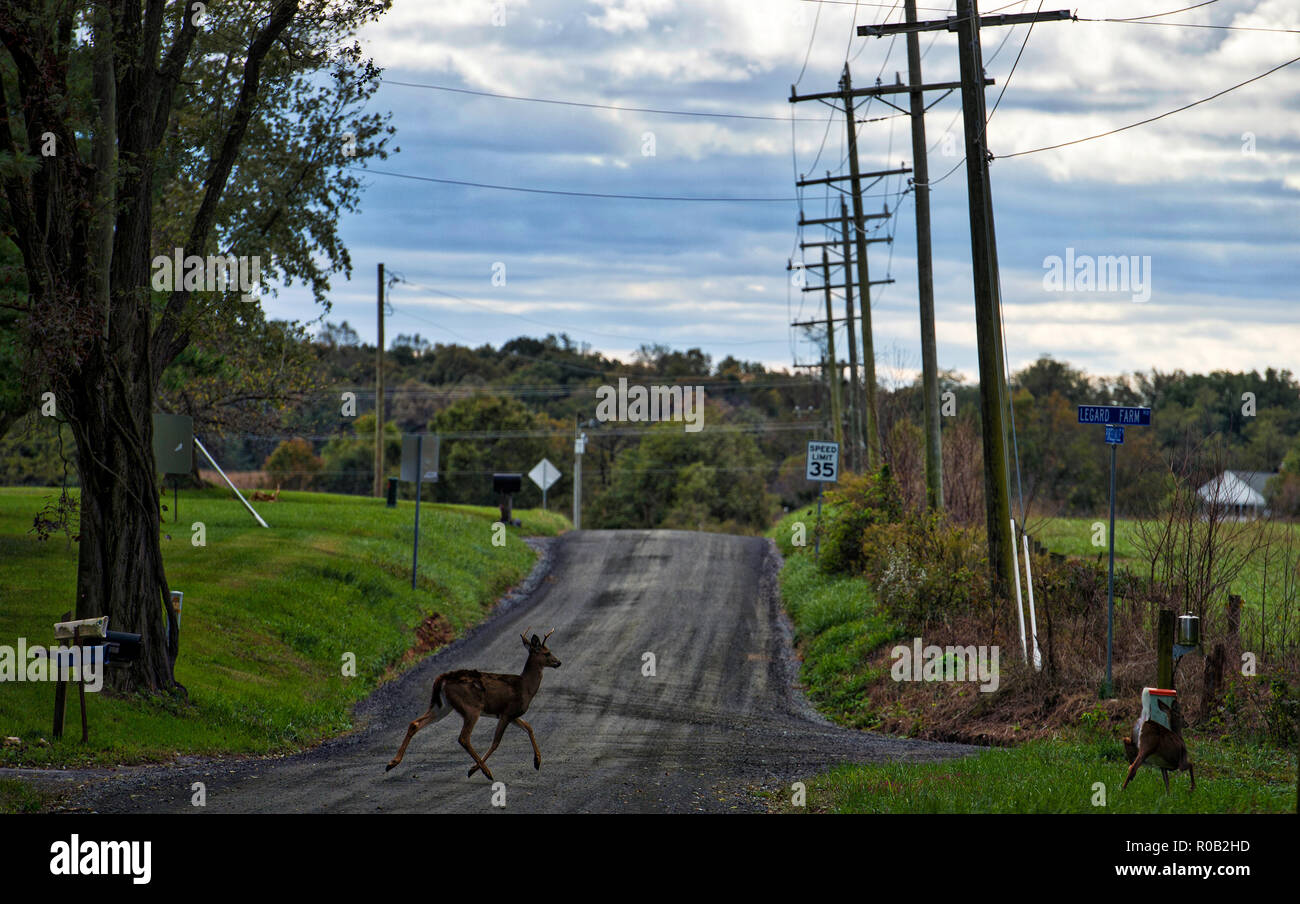 UNITED STATES - Okt. 23, 2018: ein Reh läuft über Purcellville Road in der Nähe von Morrisonville in Loudoun County, Virginia. (Foto von Douglas Graham/WLP) Stockfoto