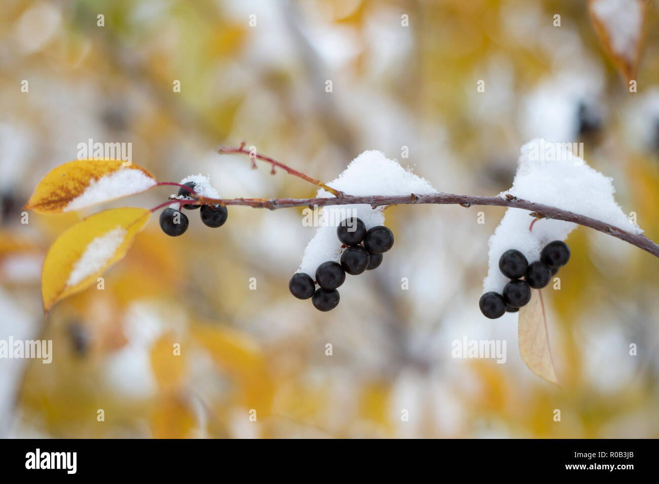 In Calgary, wo Anfang Oktober nach frühem Schneefall die Blätter der Würgerkirsche (Prunus virginiana) in Herbstfarbe und die Beeren mit Schnee bedeckt sind. Stockfoto
