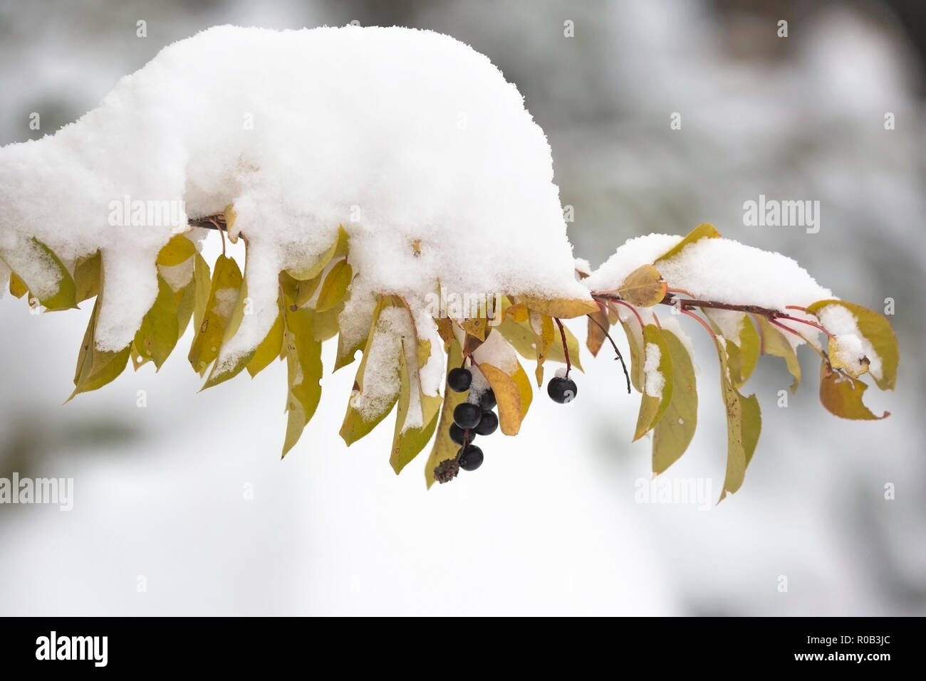 In Calgary, Kanada, liegen die Blätter der Würfelkirsche (Prunus virginiana) im Herbst nach dem frühen Schneefall Anfang Oktober mit Schnee bedeckt. Stockfoto