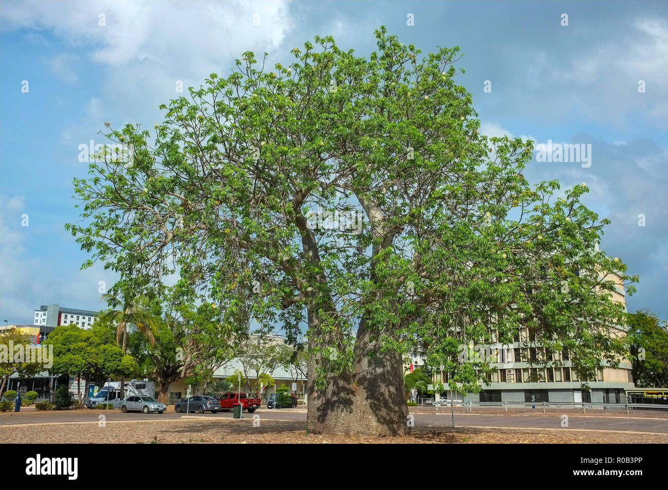 Die boab Baum in der Darwin Post Parkplatz wurde in den späten 1800 gepflanzt und die Website von Darwin City erste Grundschule markieren. Stockfoto