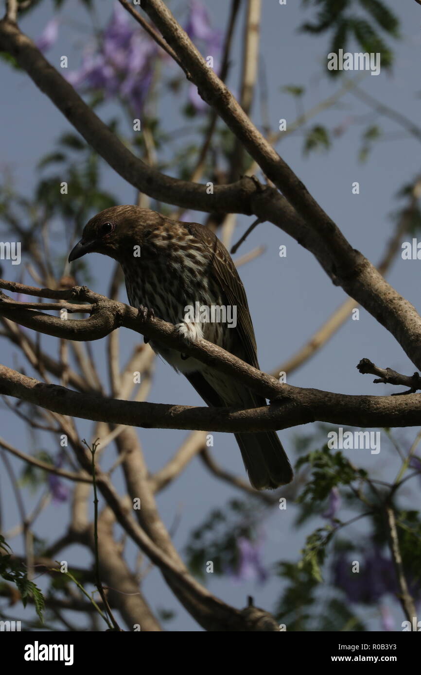 Beobachtet mich beobachten ihn Stockfoto