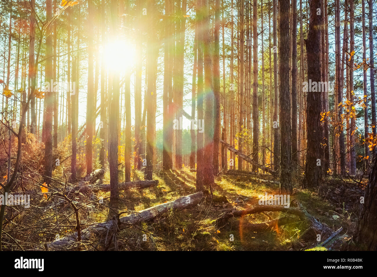 Herbst Wald Windschutz in Moos bedeckt Stockfoto