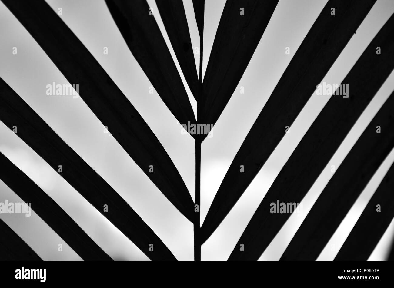 Symmetrische Komposition von diagonalen Linien, einer Pflanze, in Schwarz und Weiß und gegen das Licht, interessante und geheimnisvolle Bild über das Jenseits Stockfoto
