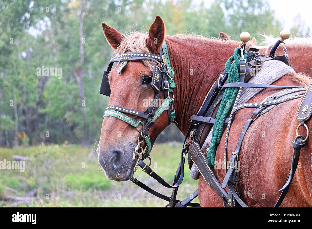 Ein Pferd zurück schauen, während Sie genutzt Stockfoto