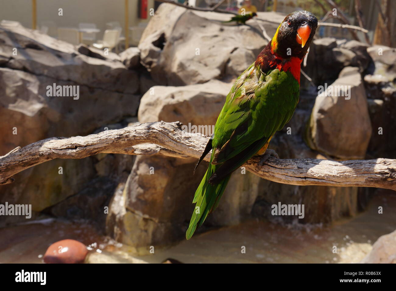 Ein Papagei in Kalifornien starrte mich an Stockfoto