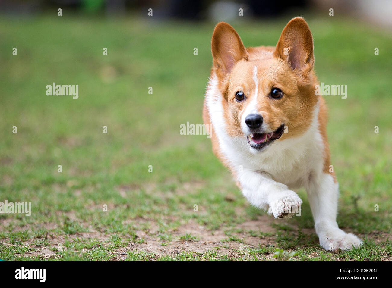 Braun Weiß Pembroke Welsh Corgi auf Gras laufen Bewegung eingefroren Stockfoto