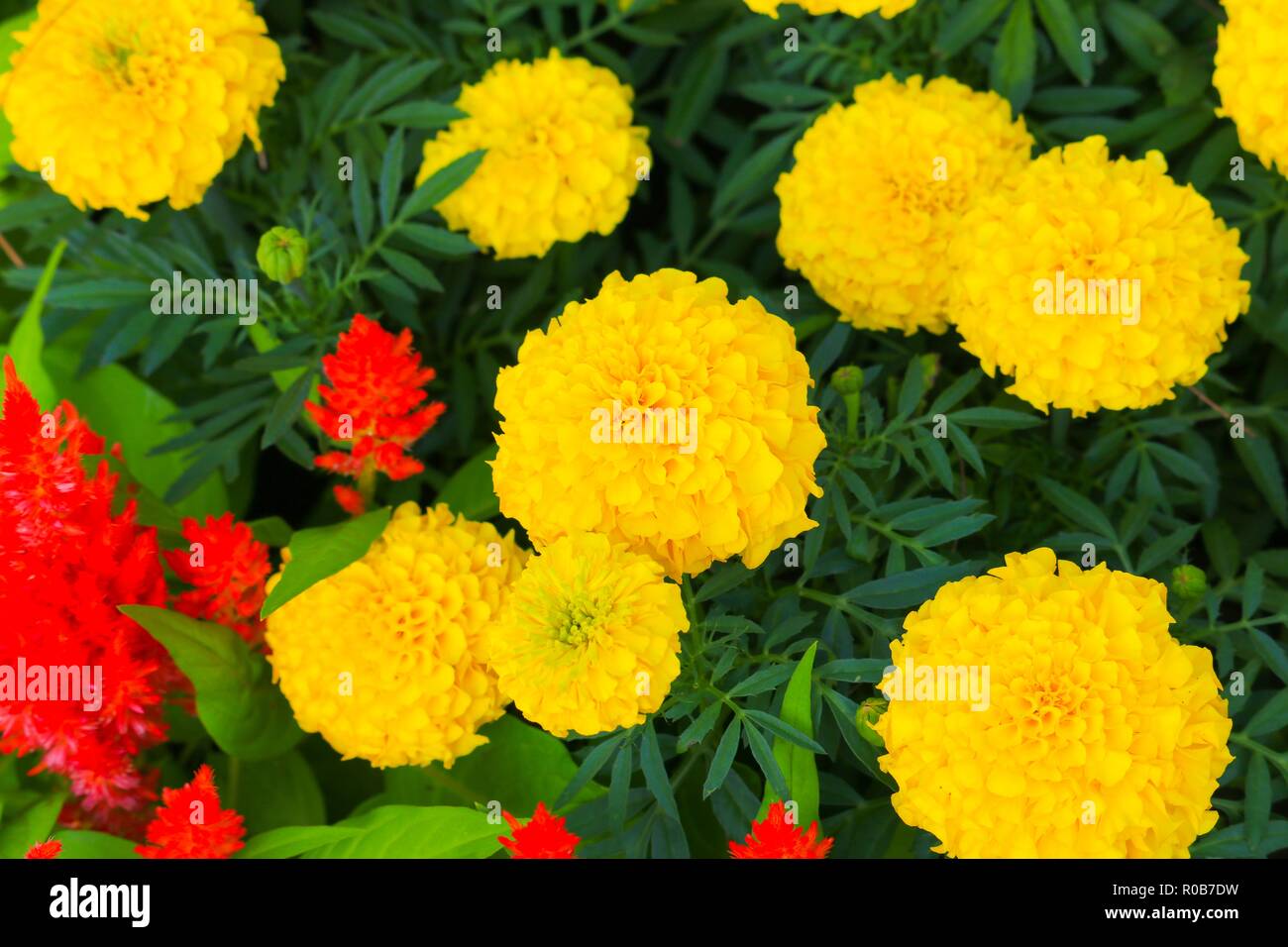 Ringelblume gelbe Blume blühen schön im Garten (Tagetes erecta, mexikanische Ringelblume, Aztec Ringelblume, afrikanische Ringelblume) Stockfoto