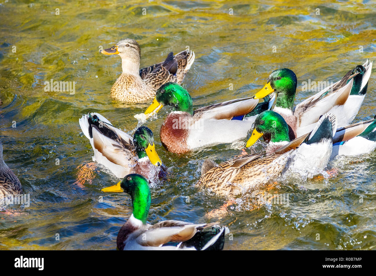 Mit Enten Schwimmen Stockfotos und bilder Kaufen Alamy