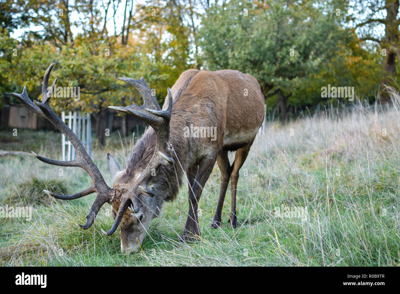 Richmond Park Hirsch Stockfoto