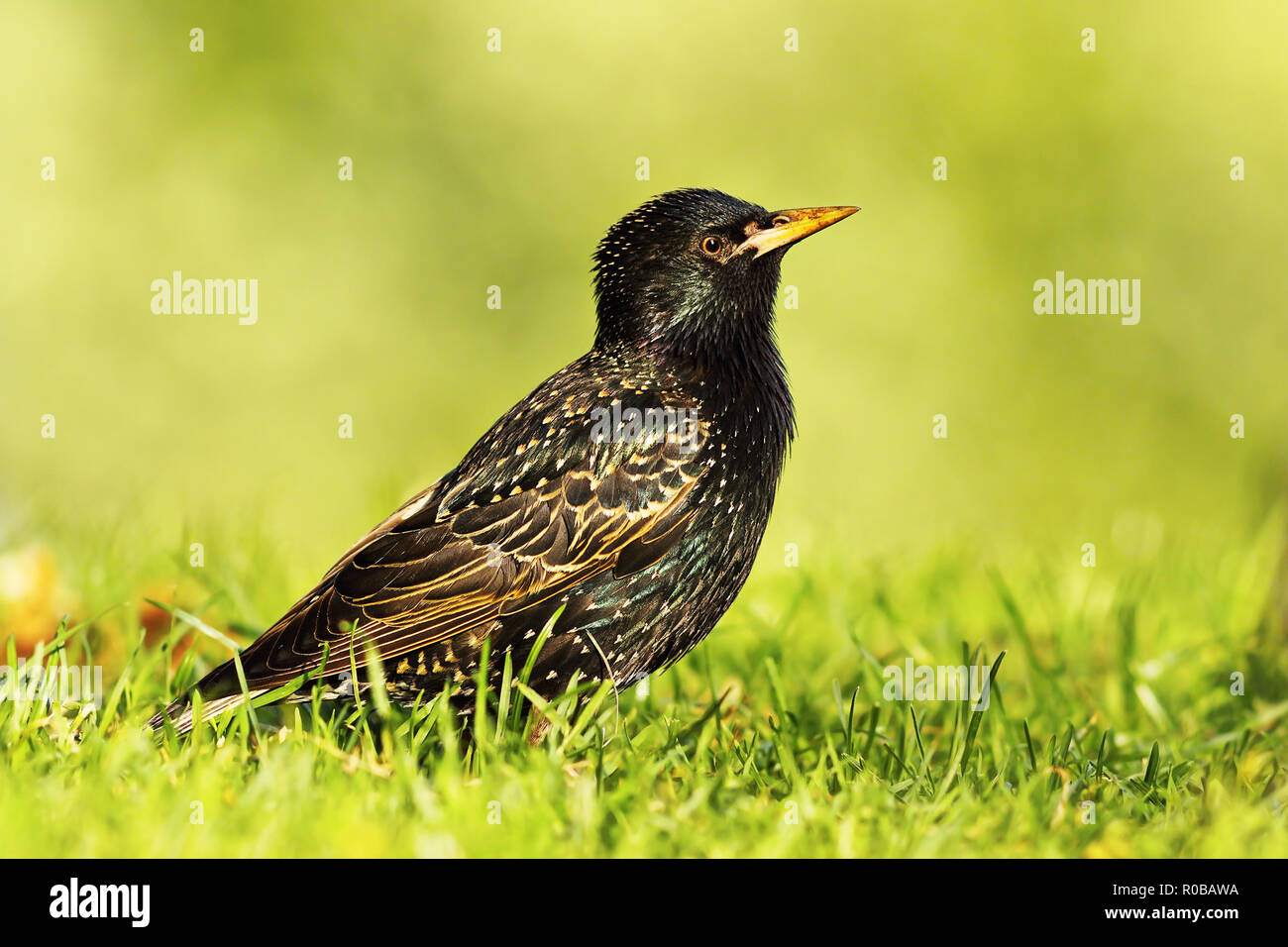 Gemeinsame grau Starling auf Rasen (Sturnus vulgaris) Stockfoto