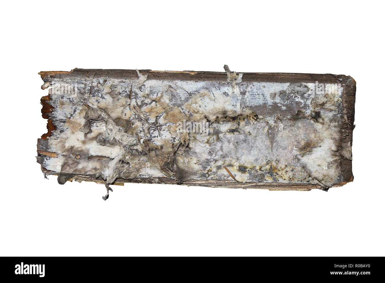 Hausschwamm Mycel auf isolierte Holz Holz Stück (Serpula lacrymans) Stockfoto
