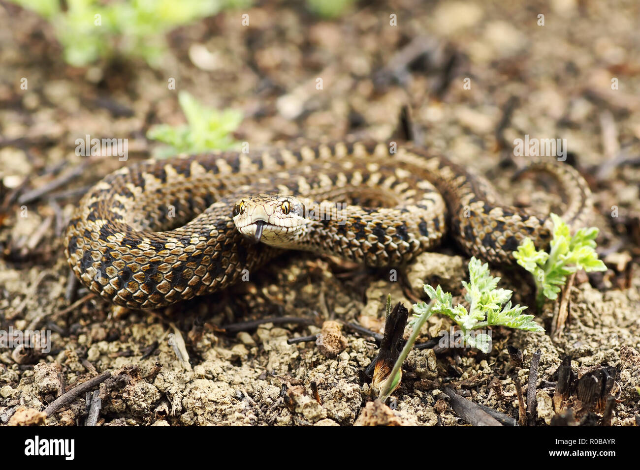 Seltensten europäischen Schlange, die Wiese Viper (Vipera ursinii rakosiensis, volle Länge Reptil im natürlichen Habitat) Stockfoto