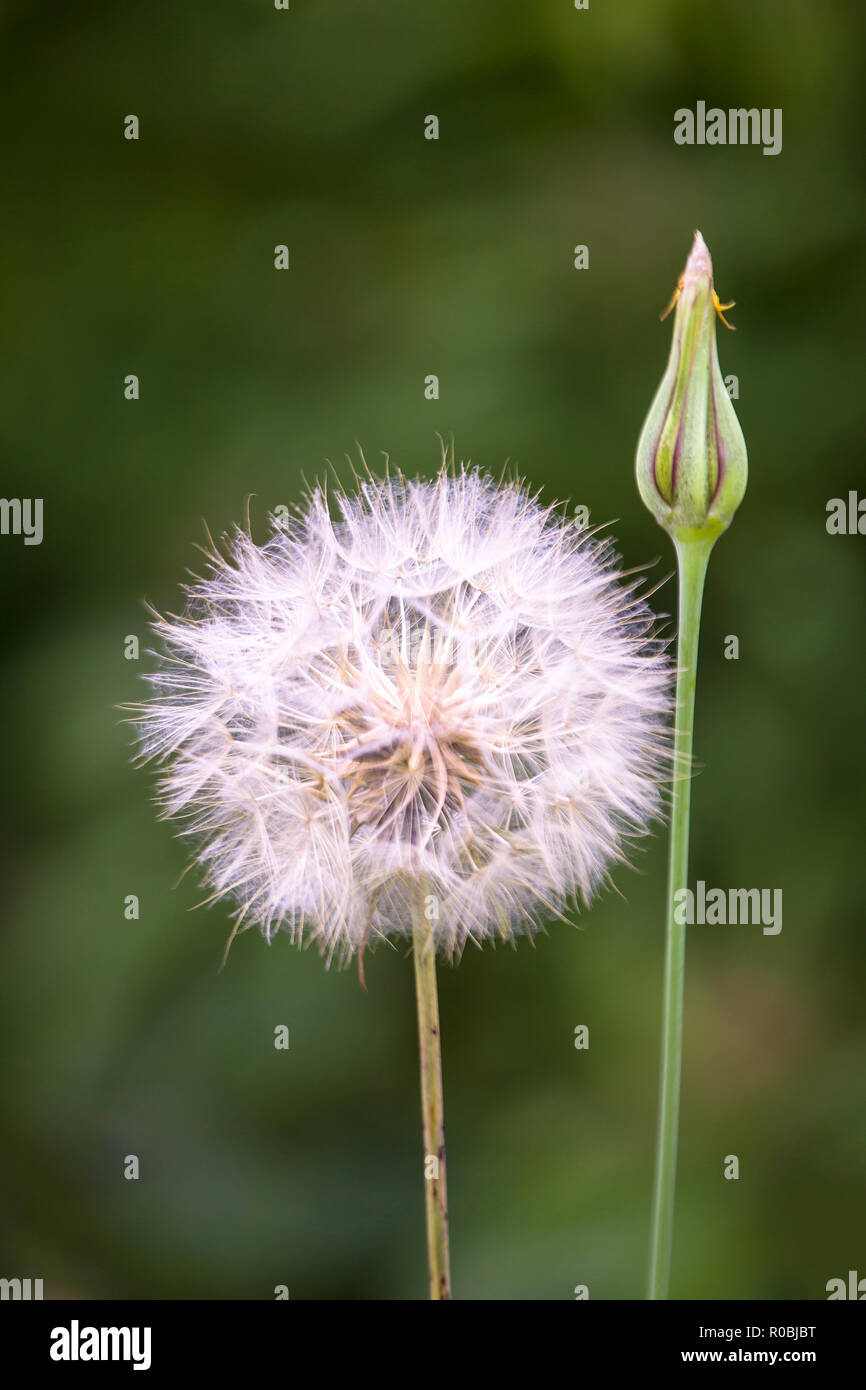 Löwenzahn mit frische Knospe Stockfoto