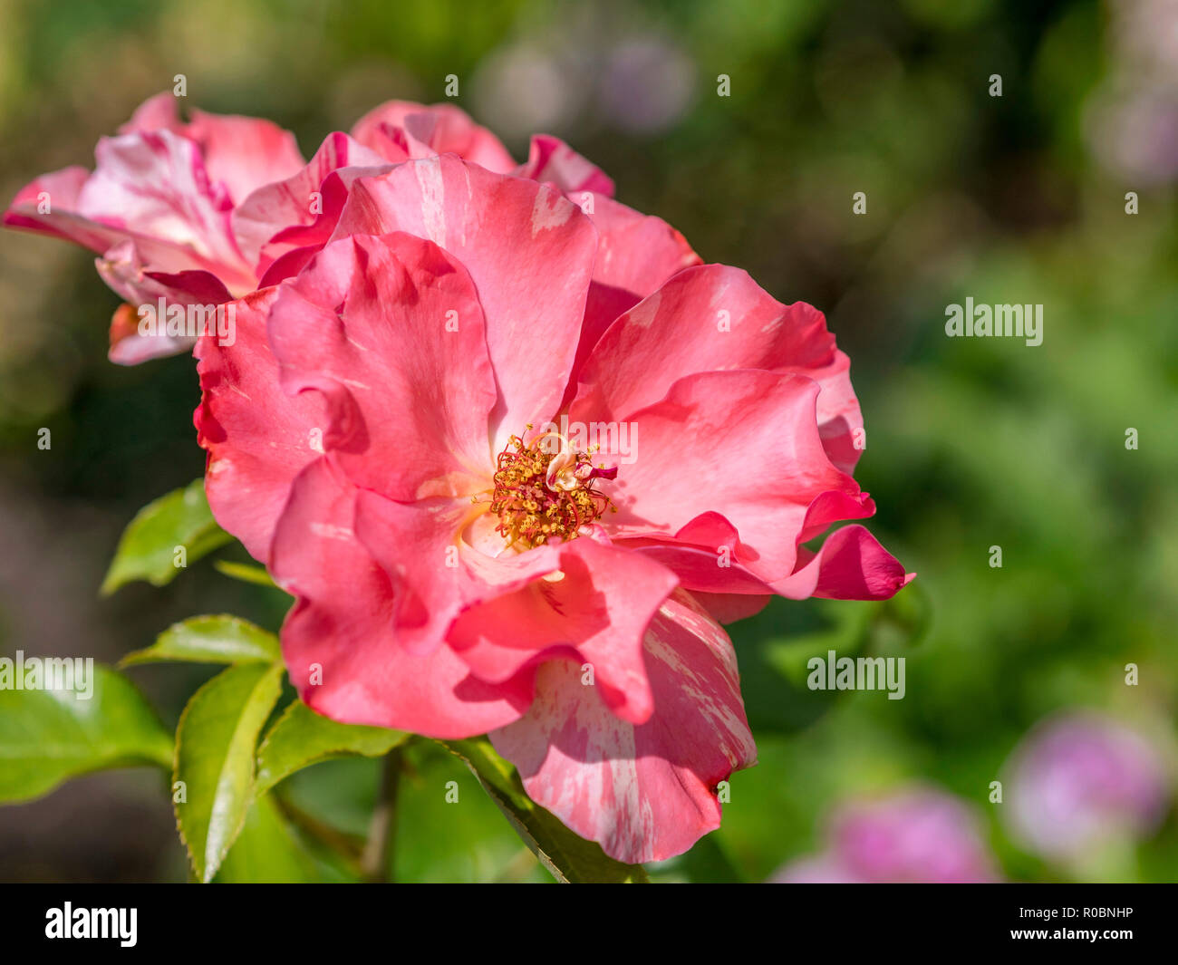 Rote Rose in einem Garten, Bayern, Deutschland, Europa Stockfoto
