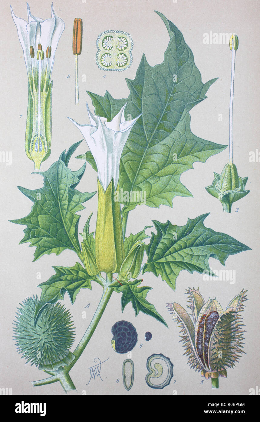 Digital verbesserte hochwertige Reproduktion: Datura stramonium, bekannt unter dem englischen Namen jimsonweed oder Devil's Snare, ist eine Pflanze aus der Familie der Nachtschattengewächse Stockfoto