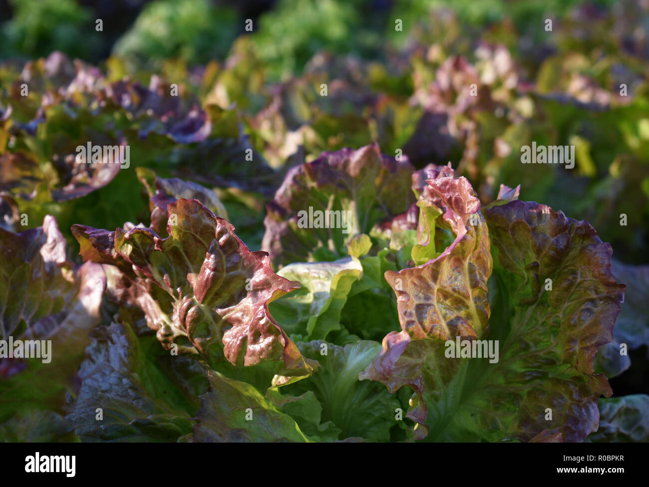 Mit Grün und Lila Blätter Kopfsalat Stockfoto
