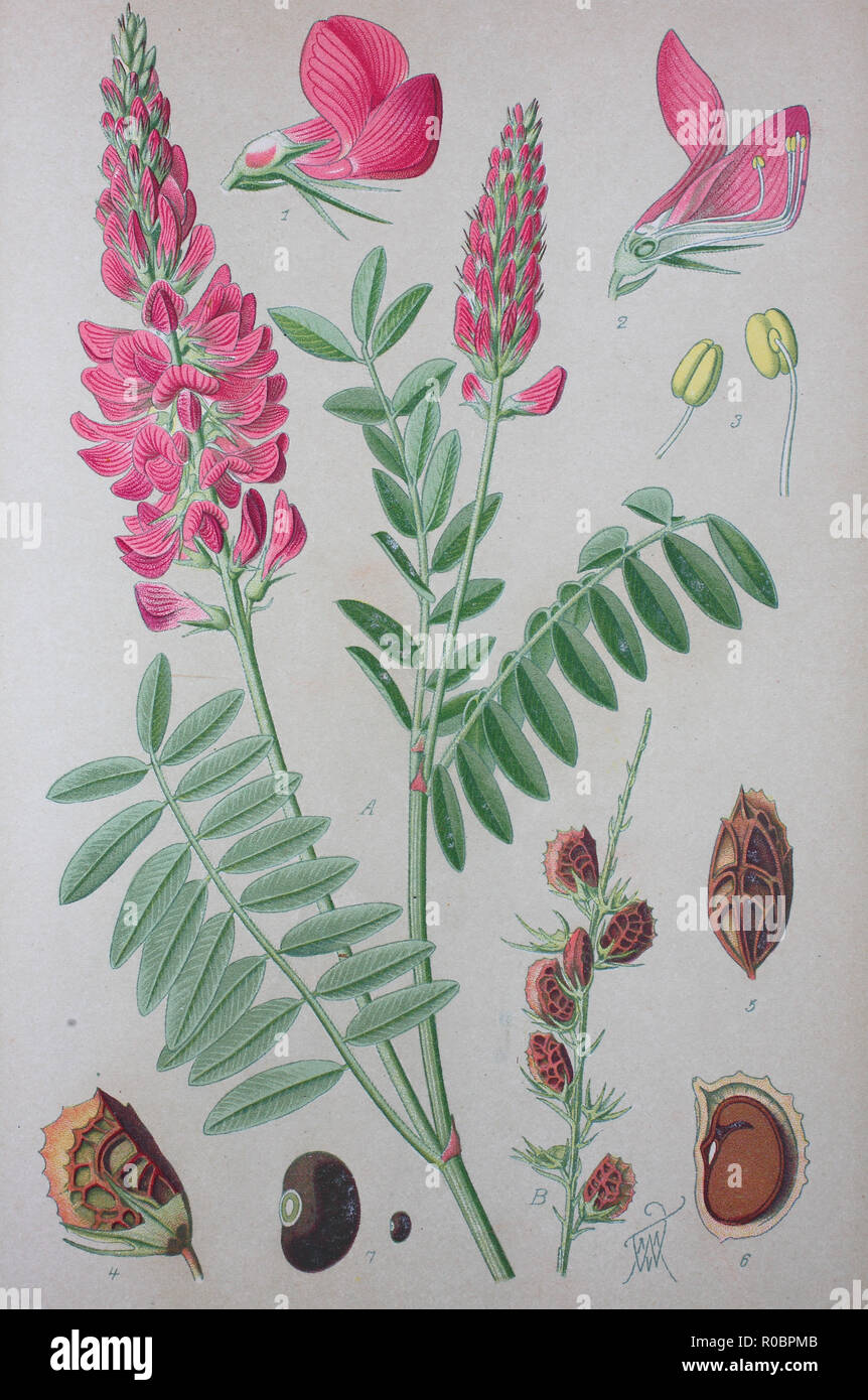 Digital verbesserte hochwertige Reproduktion: Onobrychis viciifolia, auch bekannt unter dem Namen O. Sativa oder gemeinsamen Esparsette hat ein wichtiges Futter Hülsenfrucht. Stockfoto