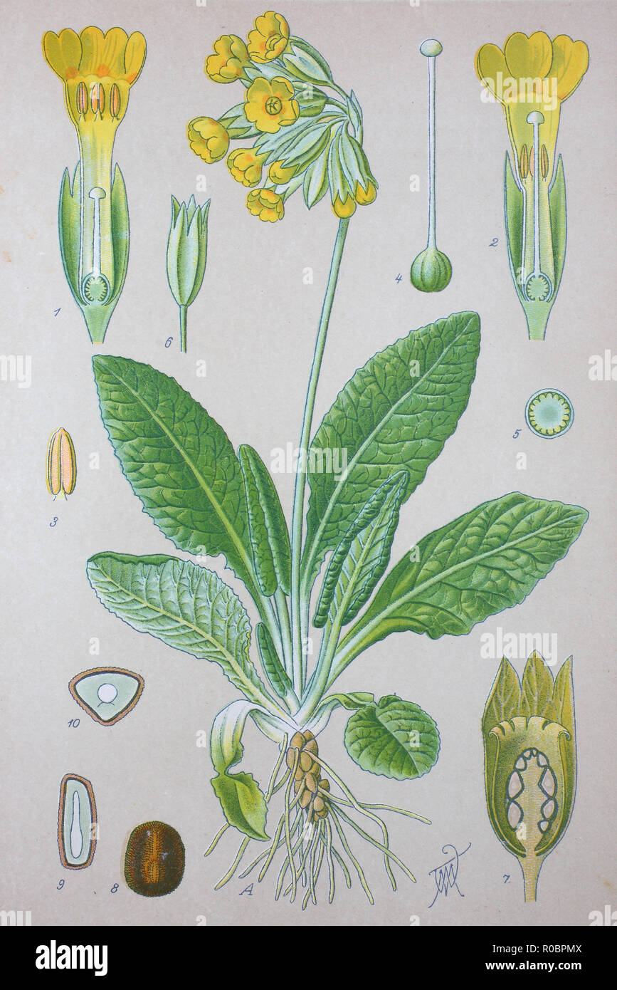 Digital verbesserte hochwertige Reproduktion: Primula Veris, Schlüsselblume, gemeinsame Himmelschlüssel, schlüsselblume Primel, Syn. Primula officinalis Hill, ist eine krautige Staude Pflanze in die Primrose Familie Primulaceae Stockfoto