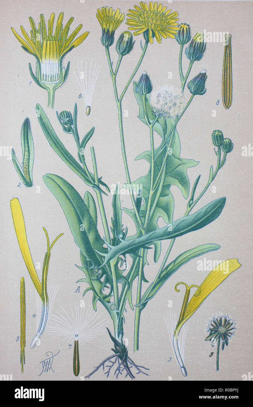 Digital verbesserte hochwertige Reproduktion: Crepis biennis ist eine Europäische Art der Pflanze in der Familie mit dem gemeinsamen Namen grobe hawksbeard Stockfoto
