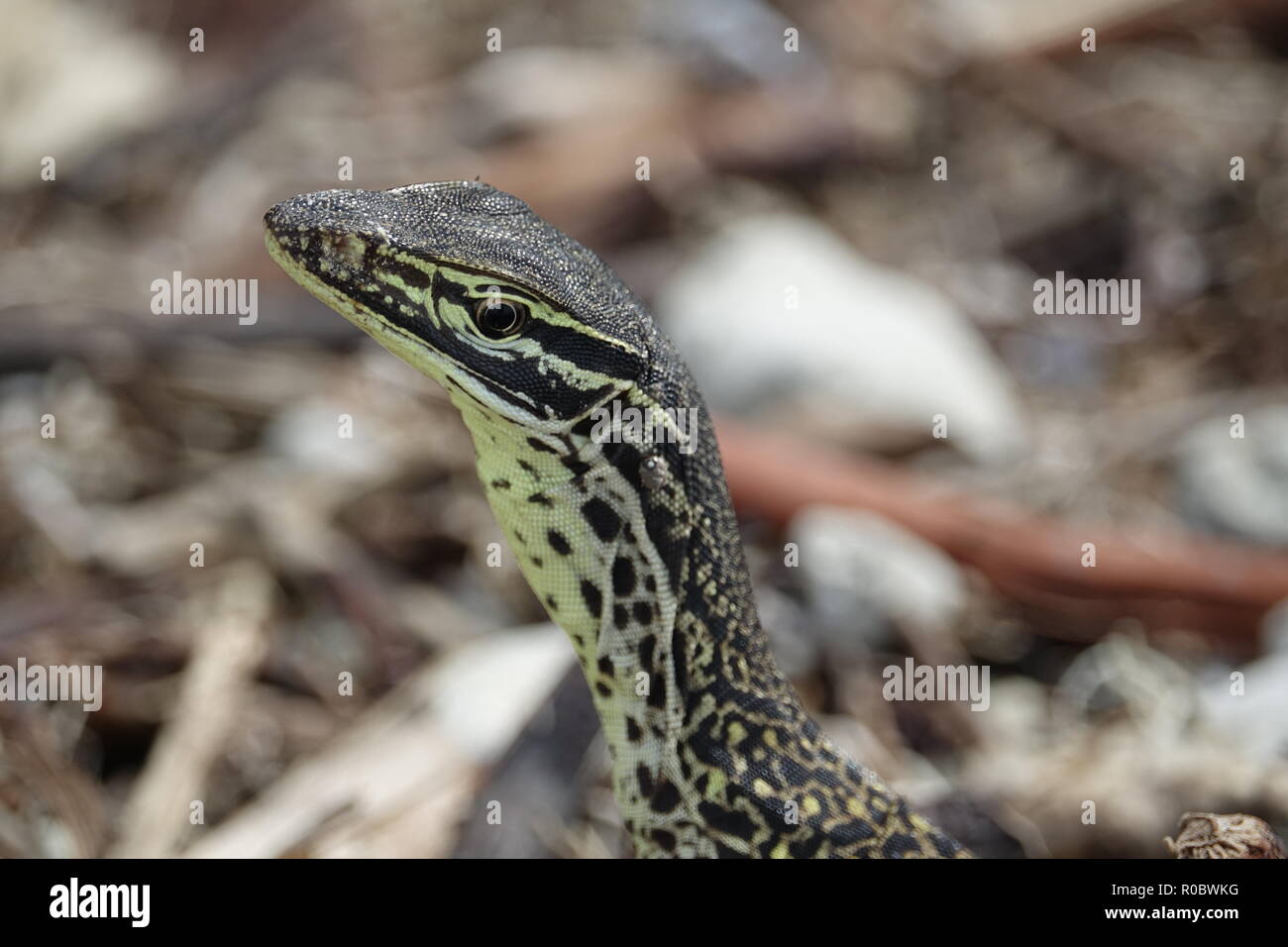 Sand Goanna, Gould's Monitor oder Australian Monitor, Varanus Gouldii, Chili Beach, Cape York, Kutini-Payamu (Iron Range National Park), Far North Quee Stockfoto