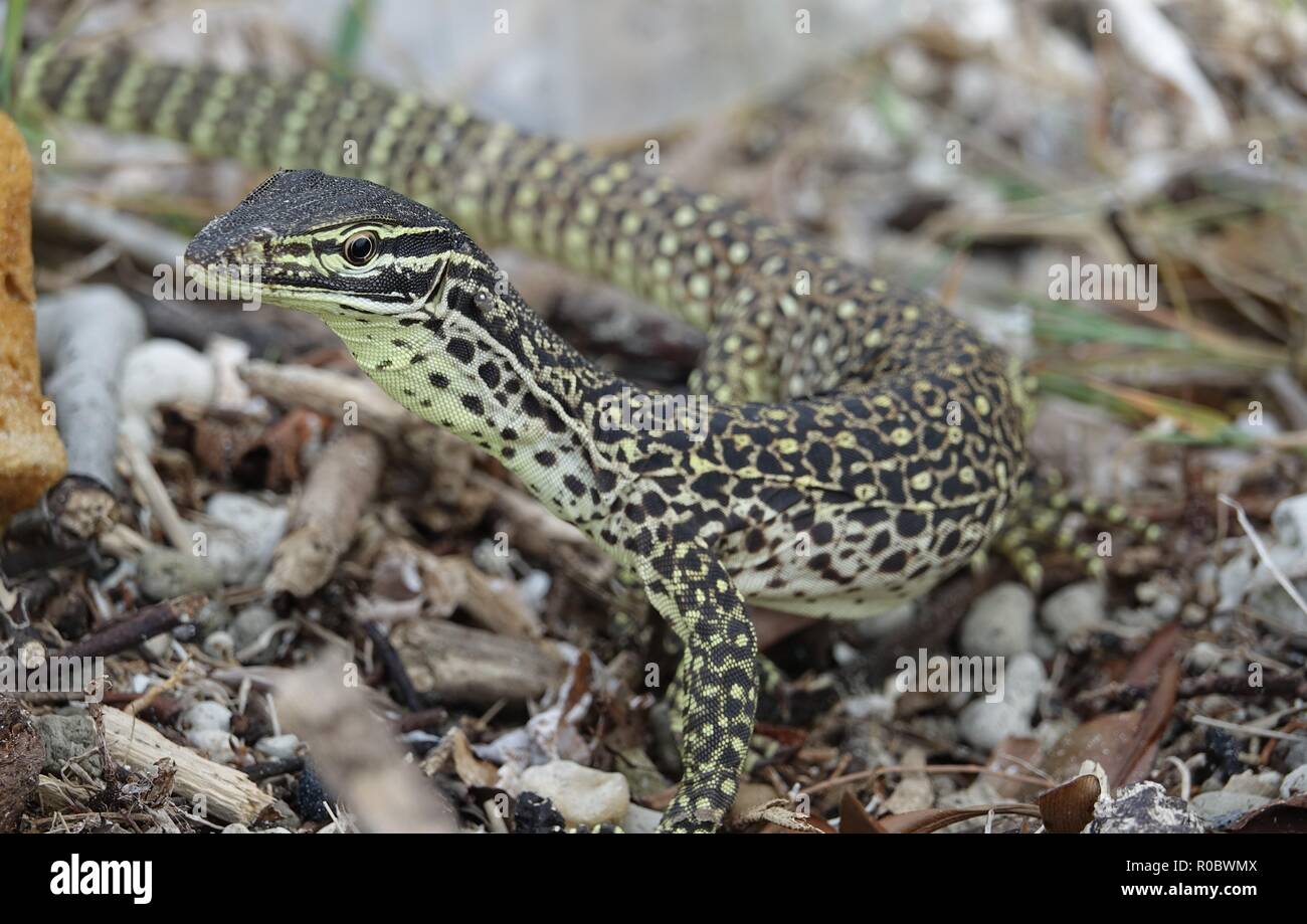 Sand Goanna, Gould's Monitor oder Australian Monitor, Varanus Gouldii, Chili Beach, Cape York, Kutini-Payamu (Iron Range National Park), Far North Quee Stockfoto