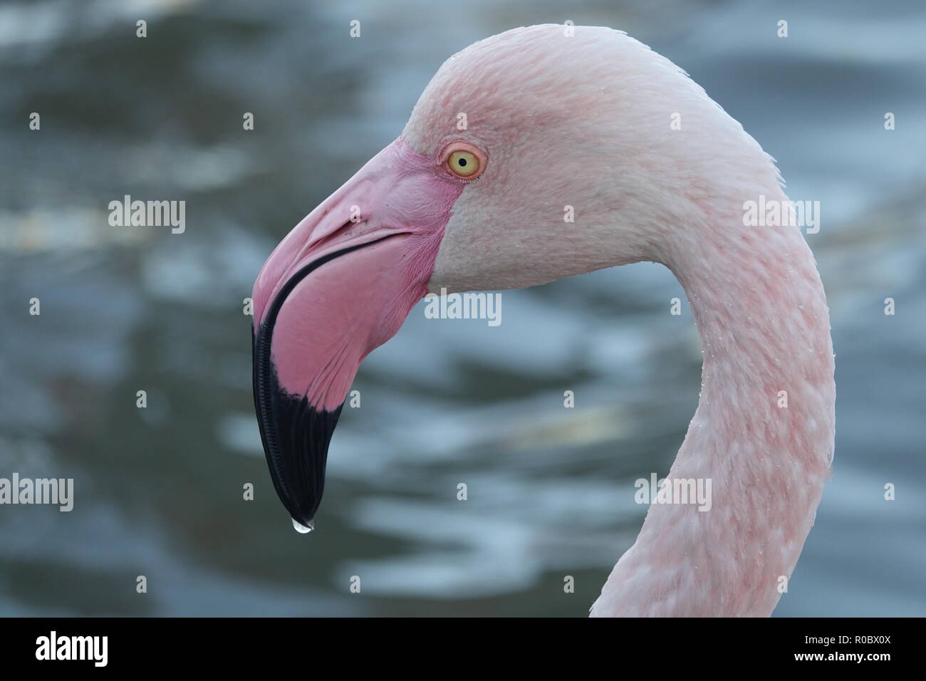 Mehr Flamingo, Phoenicopterus Roseus, Marais A. Lamouroux, Saintes-Maries-de-la-Mer, Bouches-du-Rhône, Camargue, Provence - Alpes - Côte d'Azur, Frankreich Stockfoto