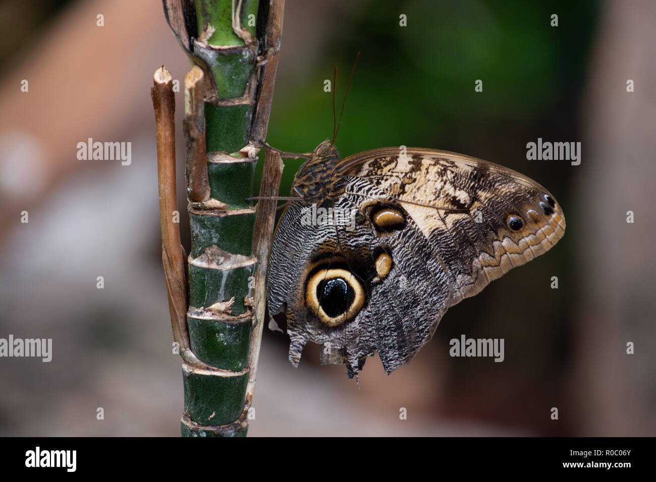 Vorderansicht eines Schmetterlings mit gefälschten Auge in die Flügel auf einem Stengel einer Pflanze im Vordergrund mit einem völlig aus dem Fokus Hintergrund beigelegt Stockfoto