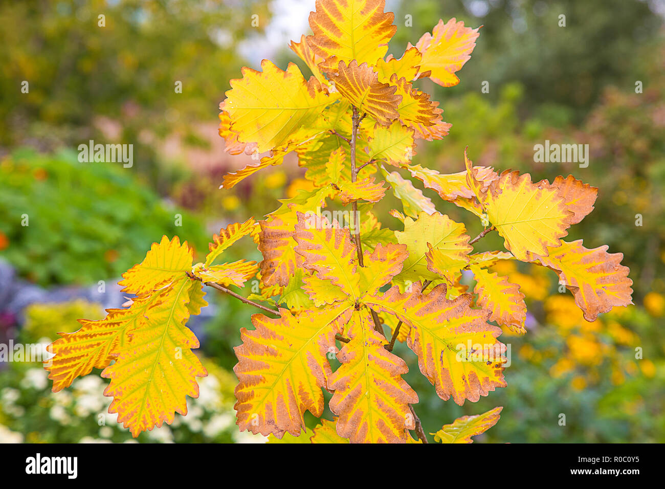 Herbst vergilbten Eichenlaub auf einem Zweig im Park Stockfoto