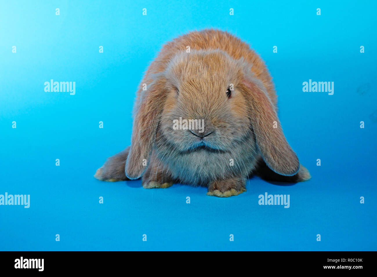 Süße kleine Jungen bunny Rabbit lop eared Zwergkaninchen Stockfoto