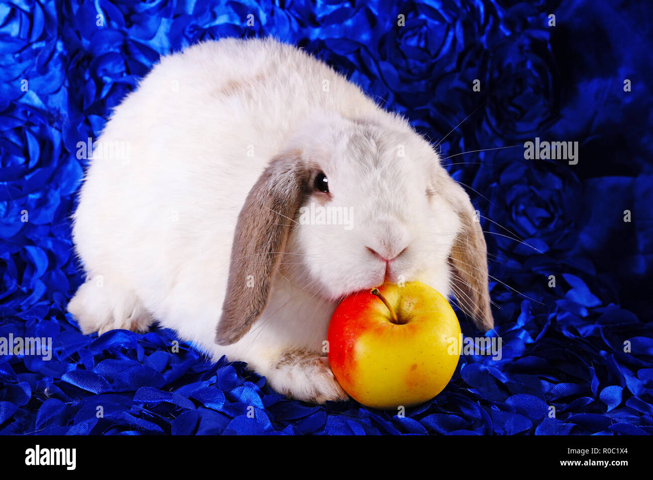 Süße kleine Jungen bunny Rabbit lop eared Zwergkaninchen Stockfoto