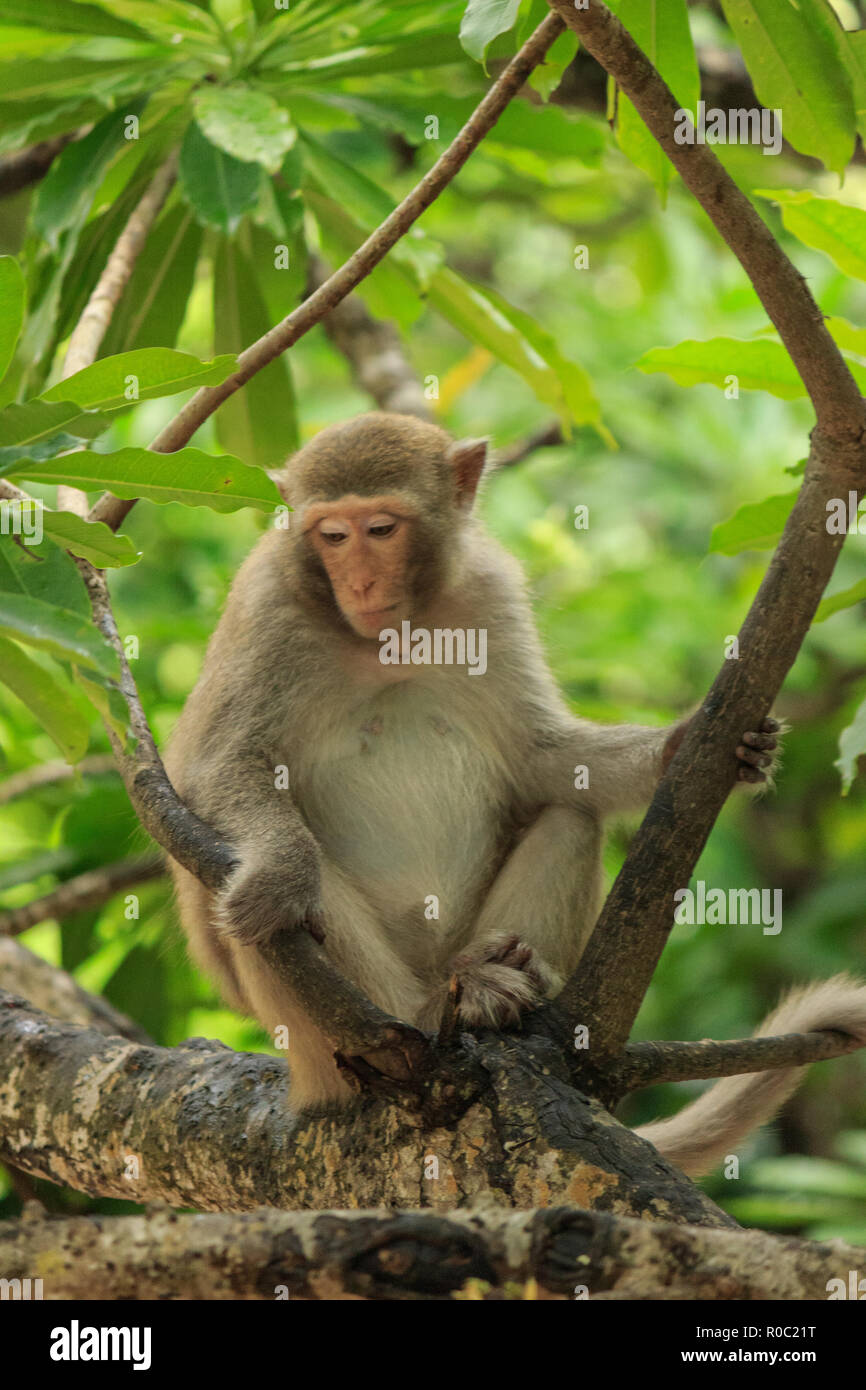 Affe auf Monkey Beach auf Insel Cat Ba, Vietnam Stockfoto