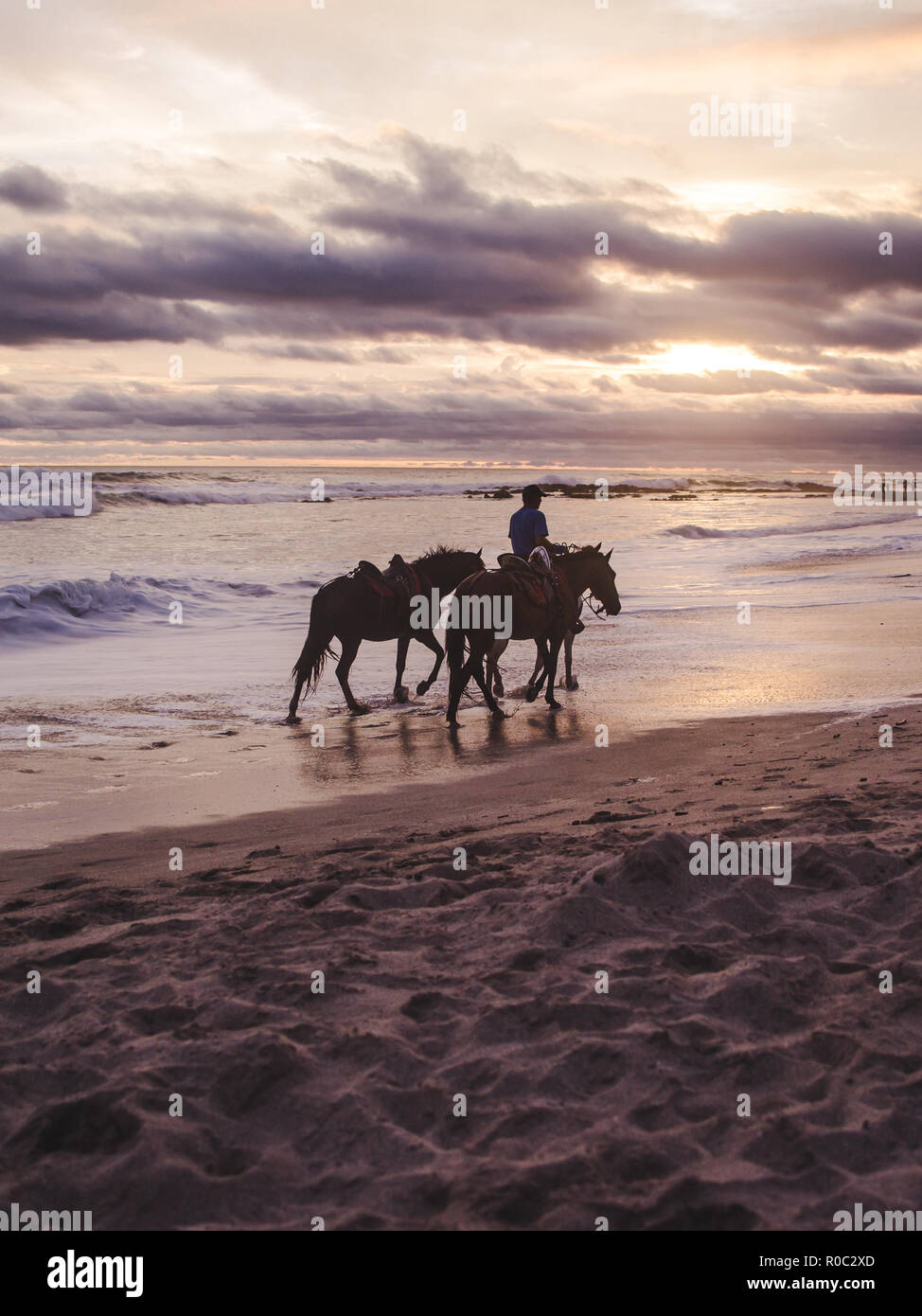 Mann seine Pferde entlang der Küste bei einem farbenfrohen Sonnenuntergang am langen Sandstrand Paradise Strand von Playa del Carmen, Santa Teresa, Costa Rica Stockfoto