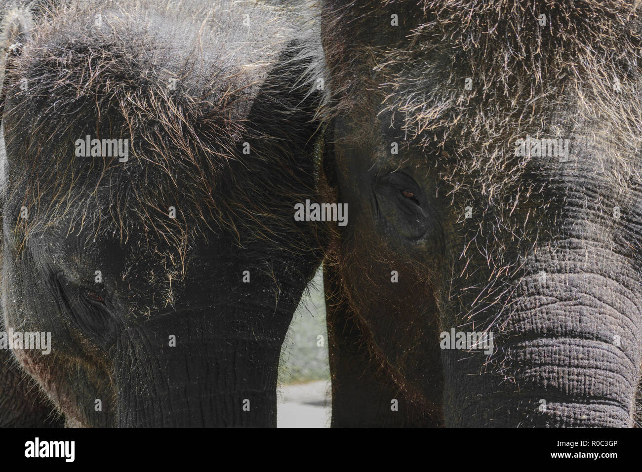 Zwei junge und behaarte Sumatra Elefanten neben einander Stockfoto