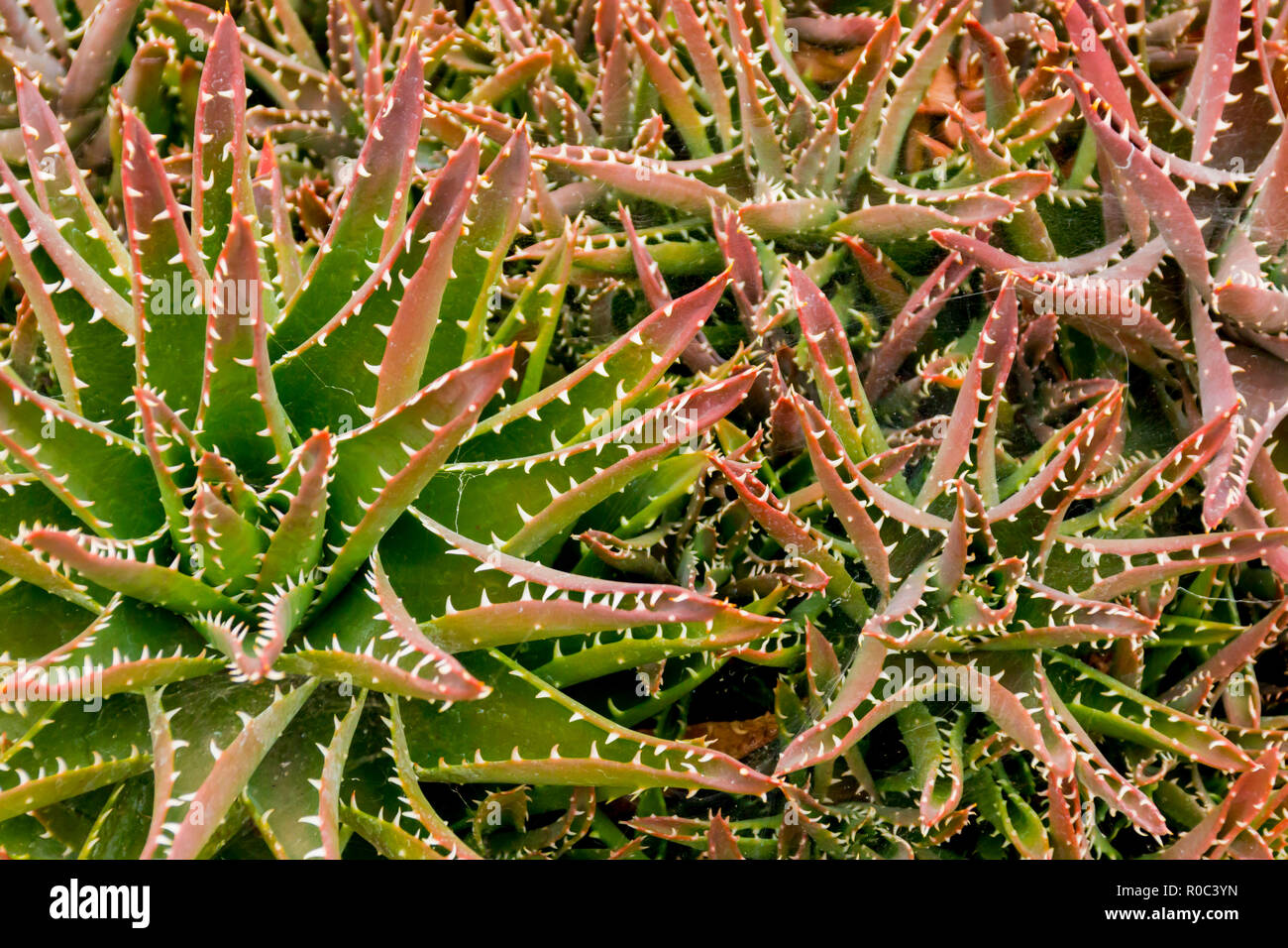 Nahaufnahme von einem Kaktus Pflanze Stockfoto