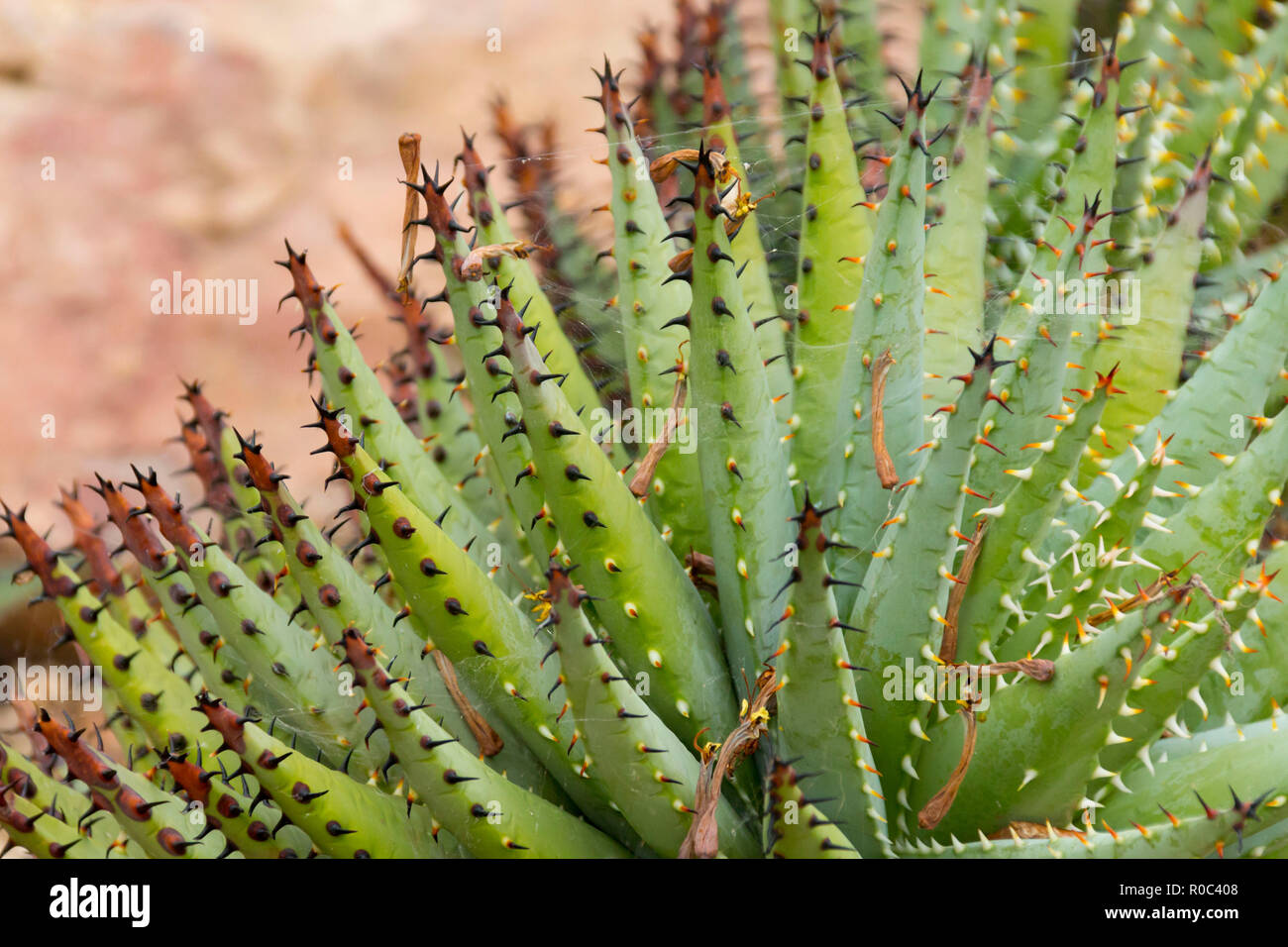 Nahaufnahme von einem Kaktus Pflanze Stockfoto