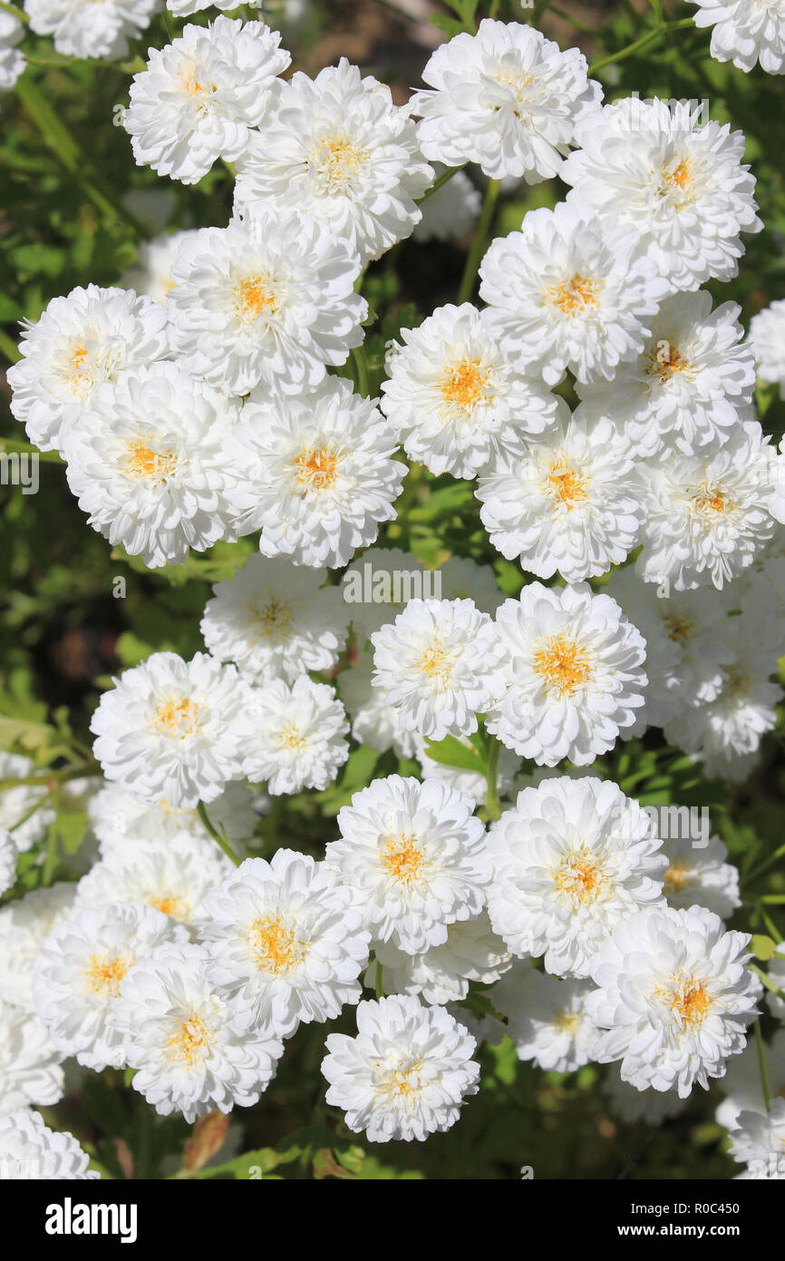 Mutterkraut 'White Wonder' - Doppel Blütenblatt Vielfalt Stockfoto
