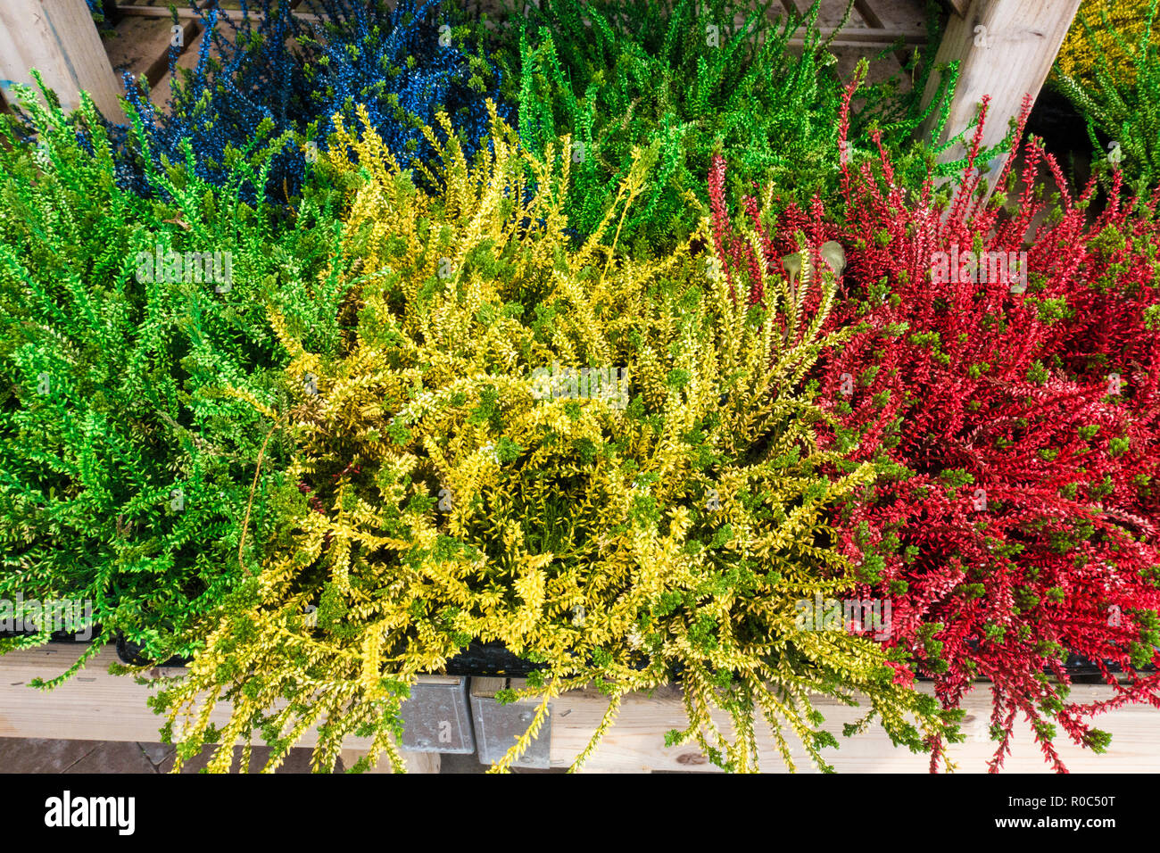 Malte Calluna Pflanzen im Garten Center Stockfoto