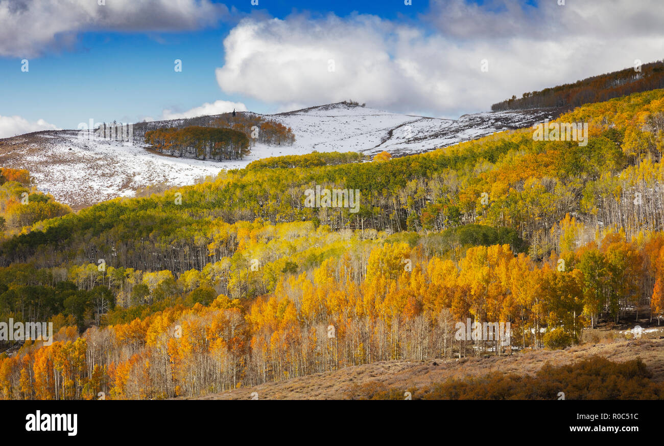 Ändern von Aspen - südliche Utah Berge Stockfoto