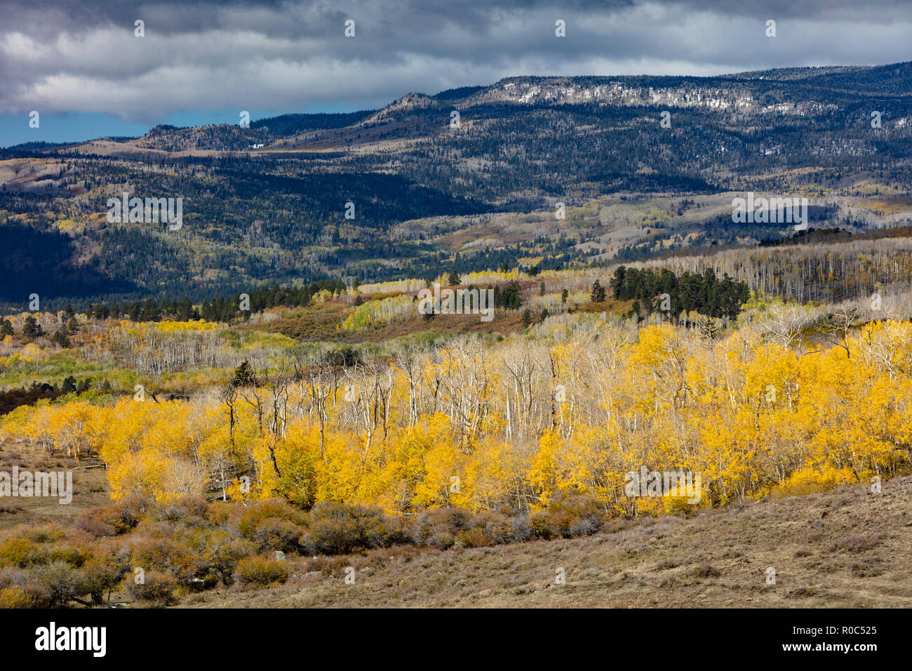 Ändern von Aspen - südliche Utah Berge Stockfoto