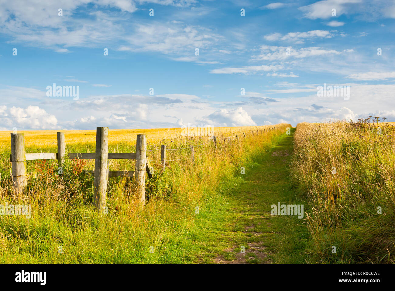 Weg durch Felder von Gerste in der Nähe von Aberdeenshire Findlater Castle in Schottland Stockfoto