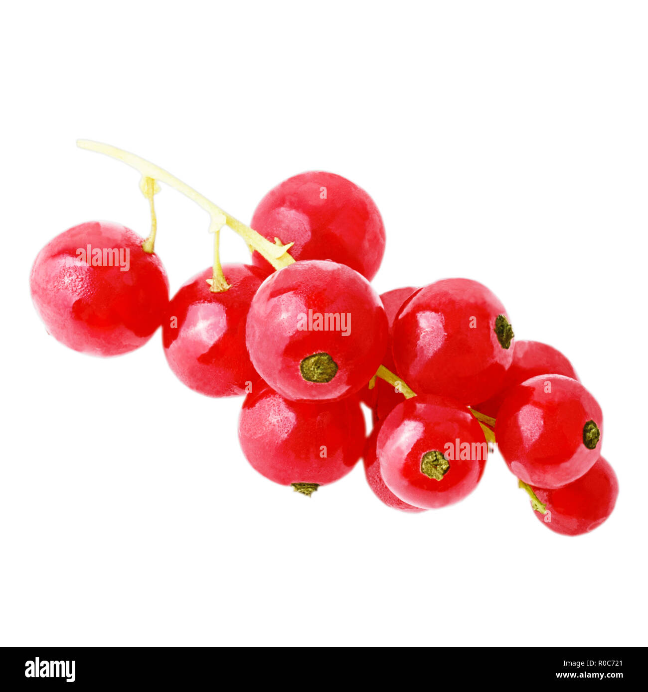 Rote Johannisbeere Obst auf weißem Hintergrund Stockfoto
