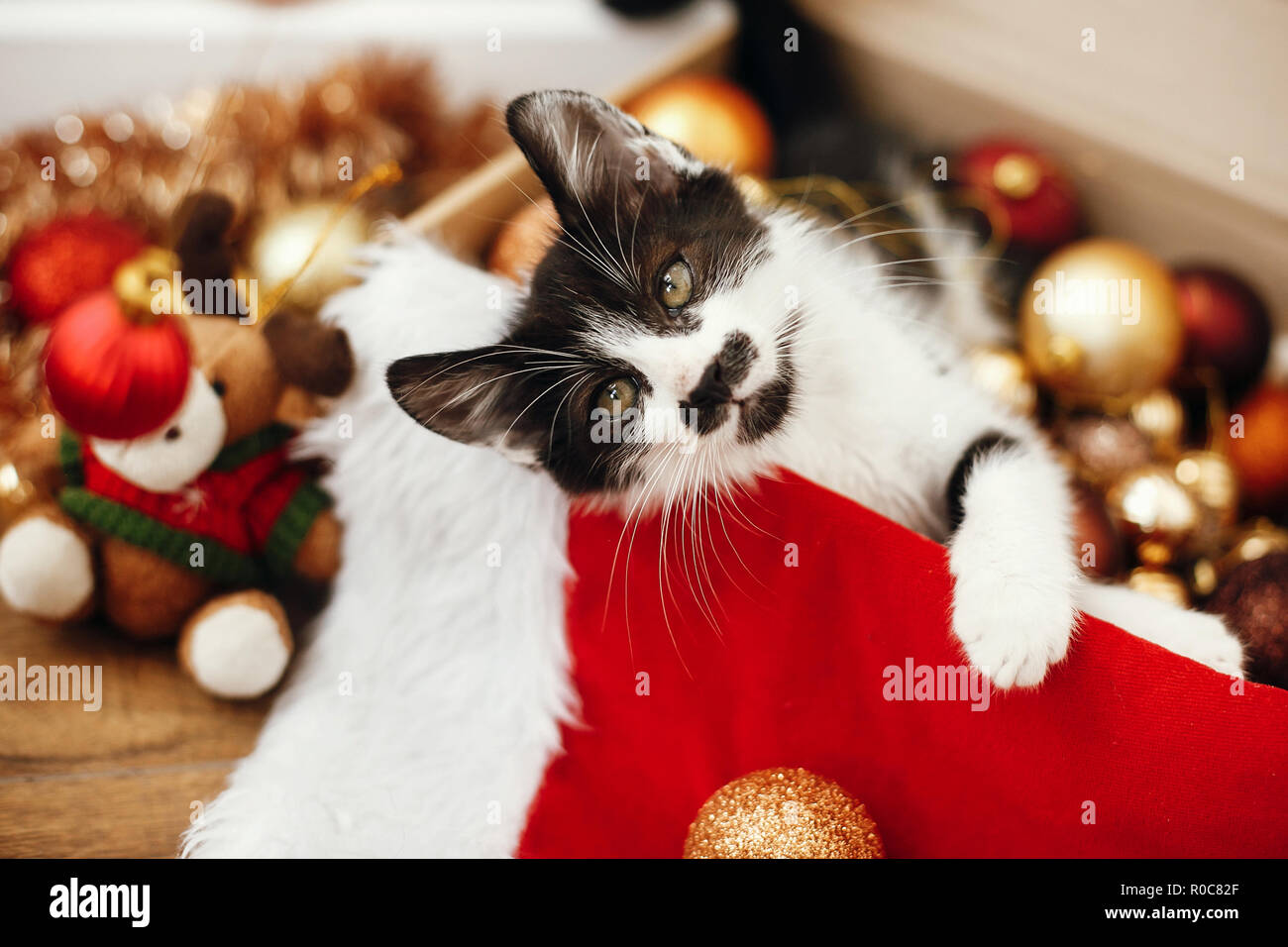 Cute Kitty spielen mit roten und goldenen Kugeln in Feld, Ornamente und Santa hat unter dem Weihnachtsbaum in festlichem Zimmer. Frohe Weihnachten Konzept. Adorable f Stockfoto