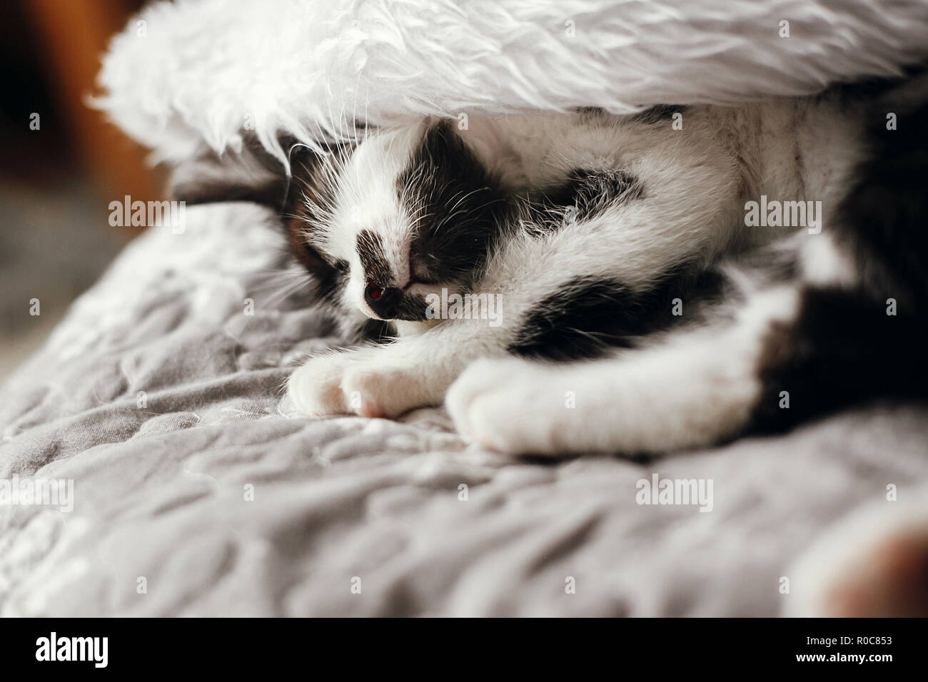 Cute Kitty schlafen in Santa Hut auf dem Bett im festlichen Raum. Frohe Weihnachten Konzept. Stimmungsvolles Bild. Season's Greetings. Platz Text. Adorable Kätzchen n Stockfoto