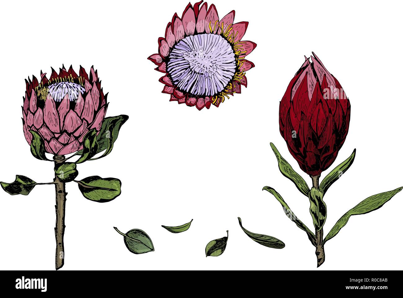 Vector Illustration von bunten Königsprotea Blüten, Knospen und Blätter. Protea, Südafrika Symbol auf weißem Hintergrund, Hand gezeichnet, farbig. Stock Vektor