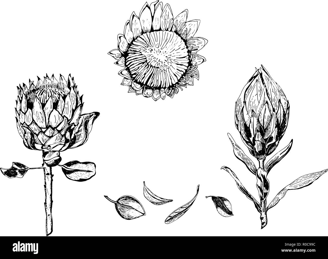 Vector Illustration des Königs protea Blüten, Knospen und Blätter. Protea, Südafrika Symbol auf weißem Hintergrund, Hand in Schwarz und Weiß gezeichnet. Stock Vektor